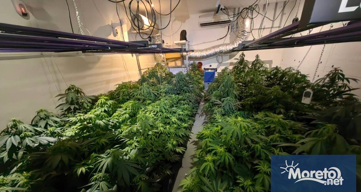 5 наркооранжерии са били разбити вчера във Варненско иззети са