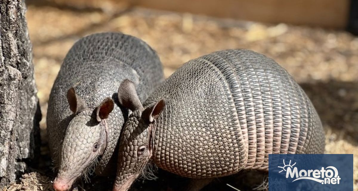 Артър и София са двойка броненосци на година и половина