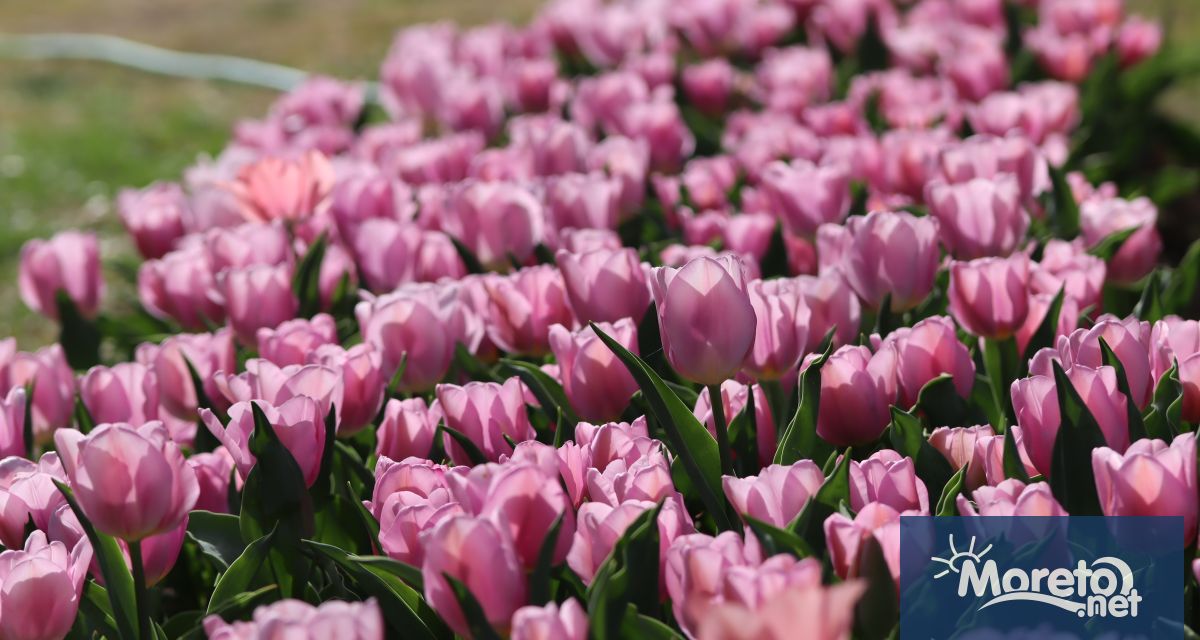 Любимата на всички варненци колекция Лалетата на Варна в Университетска