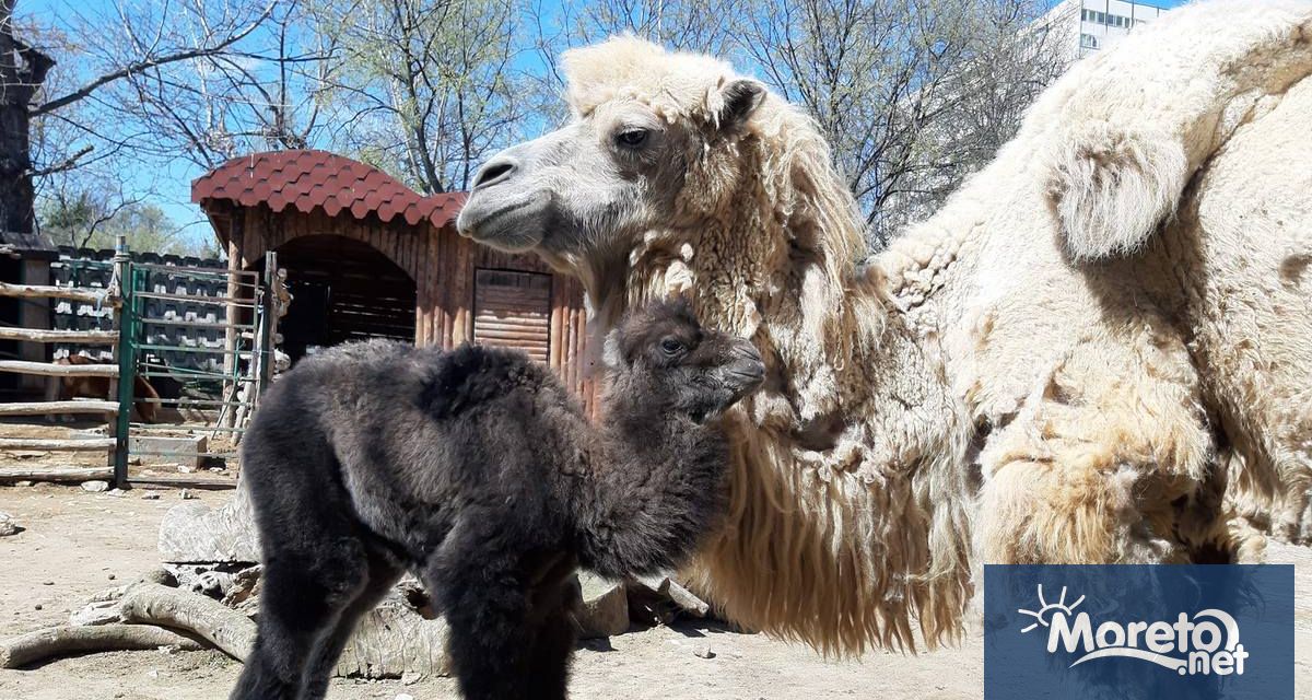 Двугърбо бебе камилче се е родило в Зоопарк Варна на