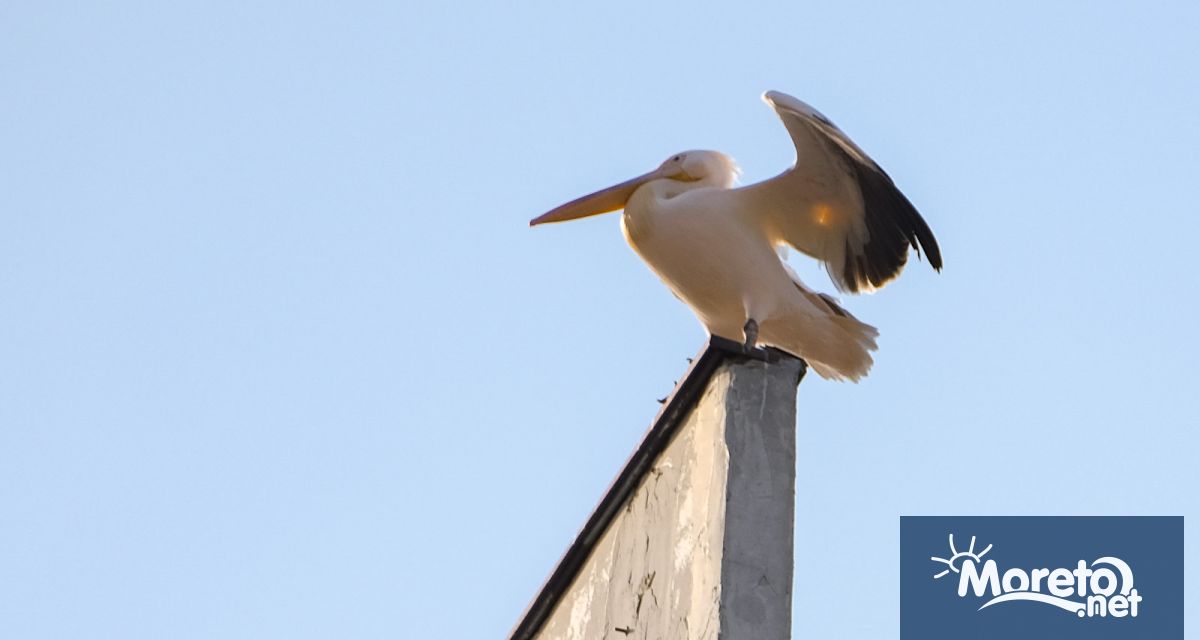 Пеликанът Стойчо който напусна спасителния център на зоопарка по собствена
