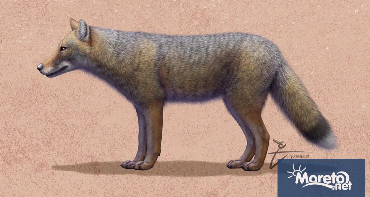 Хората и кучетата имат дълга история Връзката между двата вида