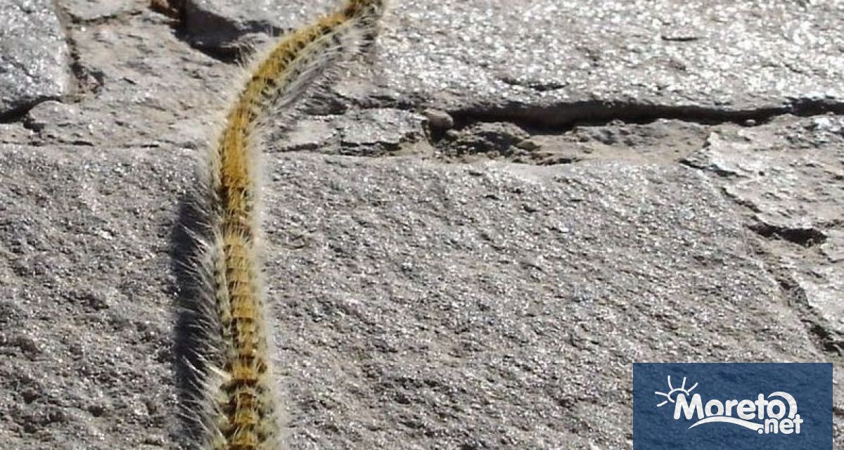 Сигнал за нашествие на опасни гъсеници у нас Вредителят борова