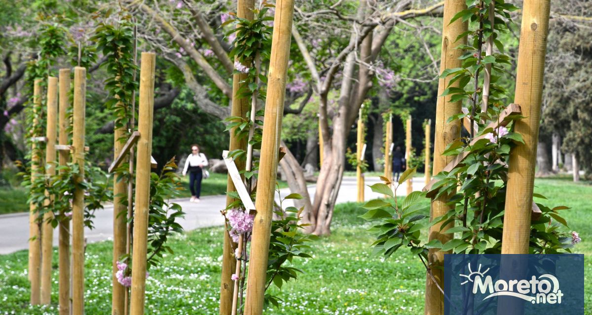 Най новите попълнения на дървесния фонд на Морската градина – 20