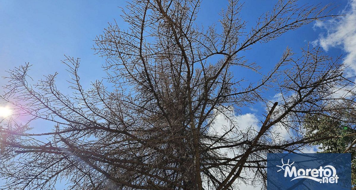 Общината няма планирани конкретни действия за разчистване на всички изсъхнали