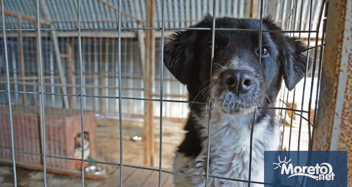 Кампанията Подай ръка – спаси лапа се провежда днес до