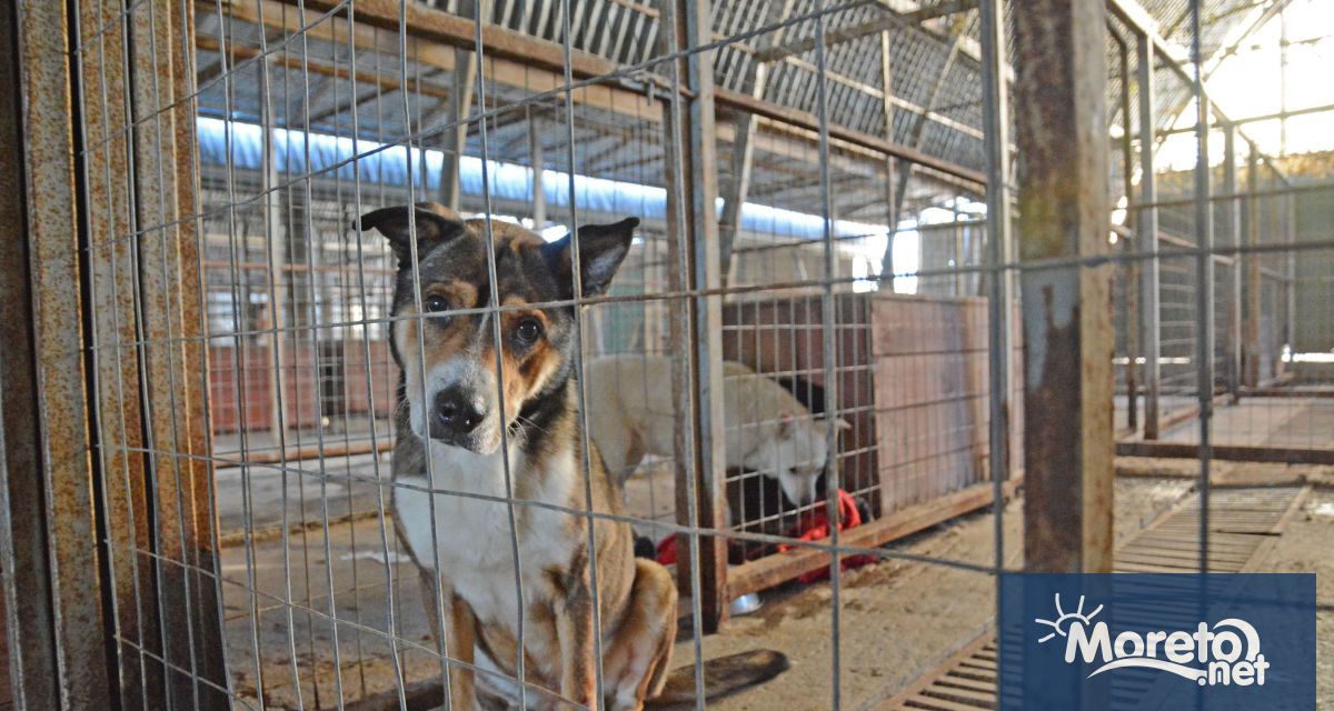 Още едно кученце от Приюта за безстопанствени животни в село