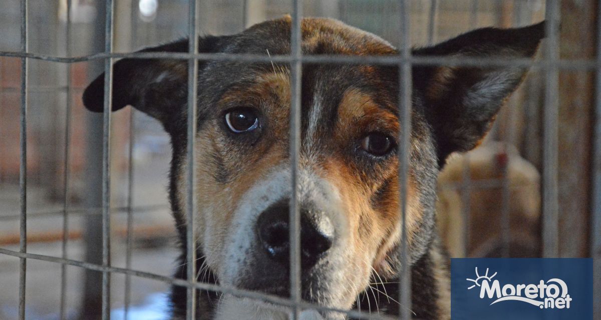 Кампанията Подай ръка – спаси лапа ще се проведе на