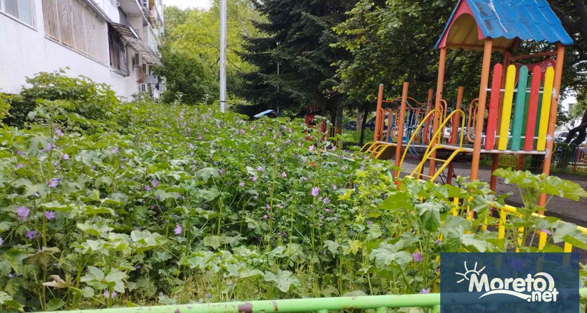 Квартал Чайка буквално заприлича на джунгла Тревата в някои райони