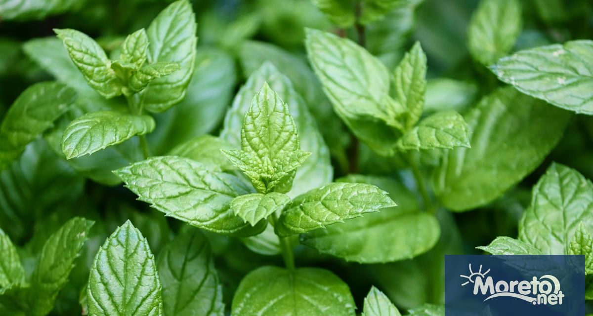 Като популярна домашна билка ментата всъщност е общ термин за