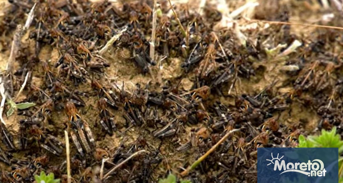 Българска агенция по безопасност на храните БАБХ уведомява че от