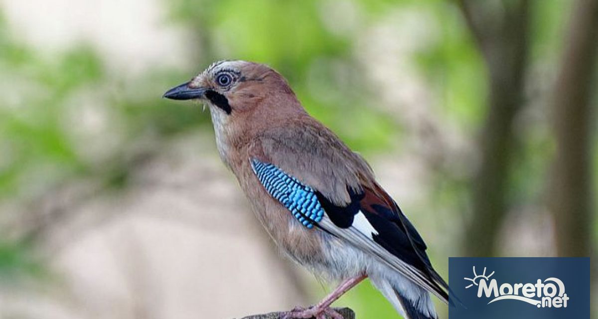 Много бързо какво обядвахте вчера Бяхте ли с някого
