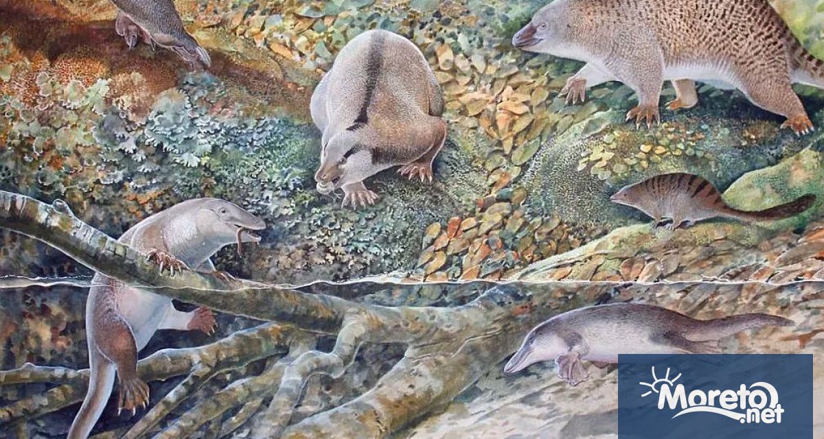 Учените са открили странно създание наречено ехиднапус за което смятат