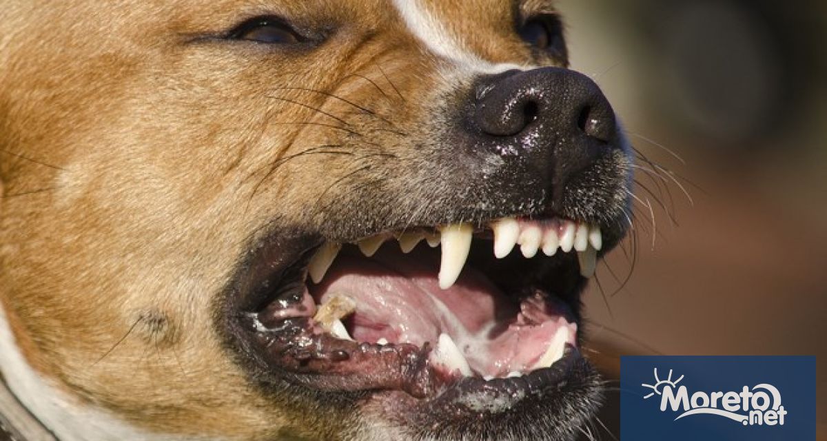 Питбул без намордник е нападна жена и е убил нейния