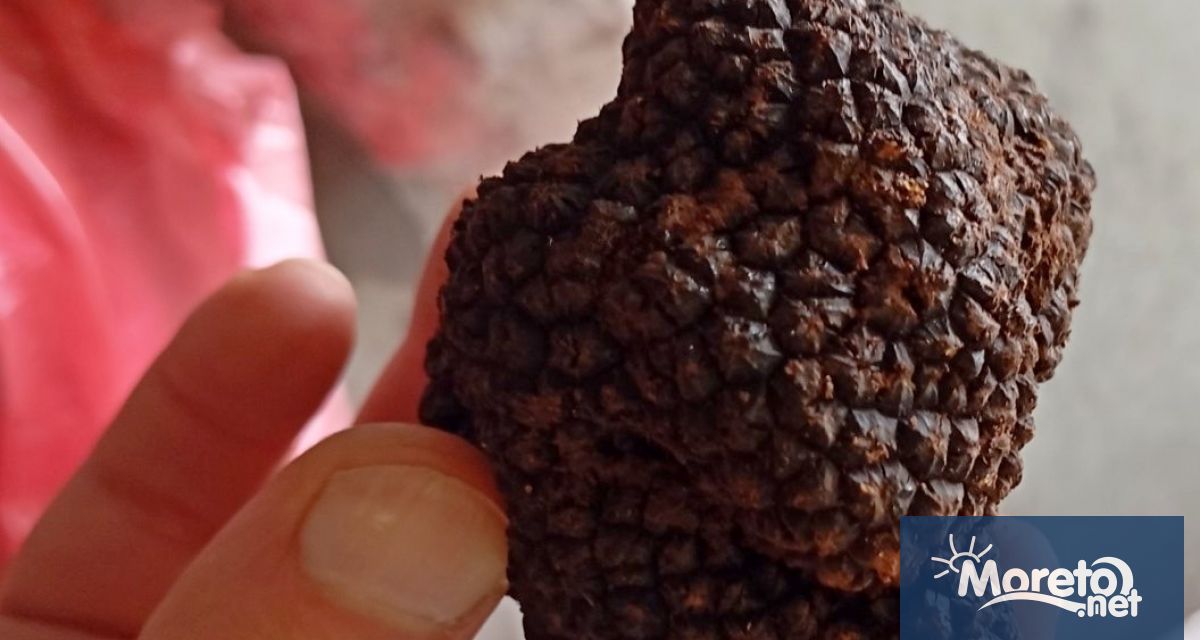 60 килограма контрабандни черни трюфели са открити при проверка на