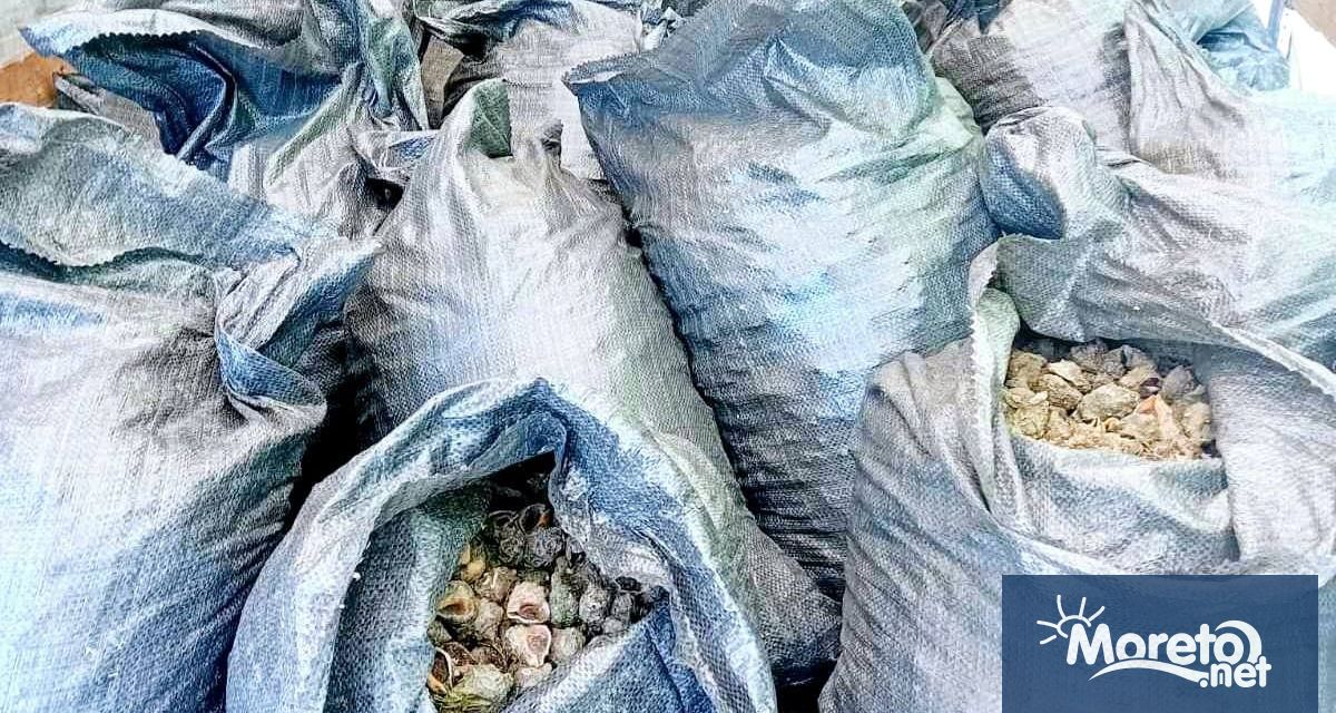 Товарен автомобил превозващ 3850кг пресни рапани е задържан край Варна