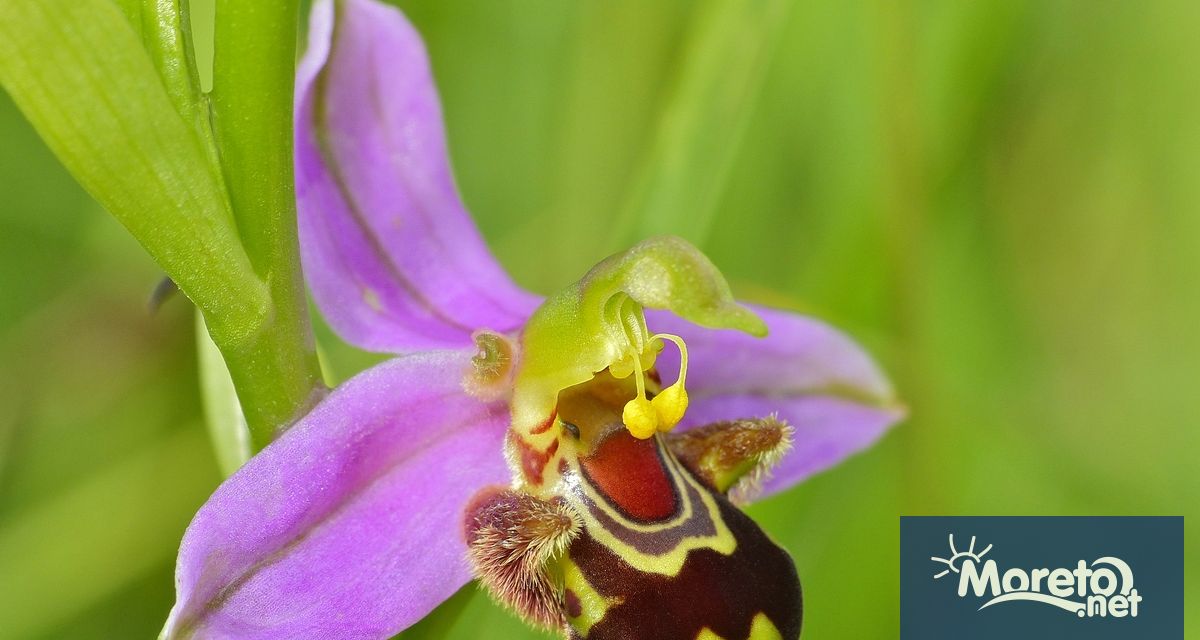 Находище с над 100 индивида от защитения вид Обикновена пчелица