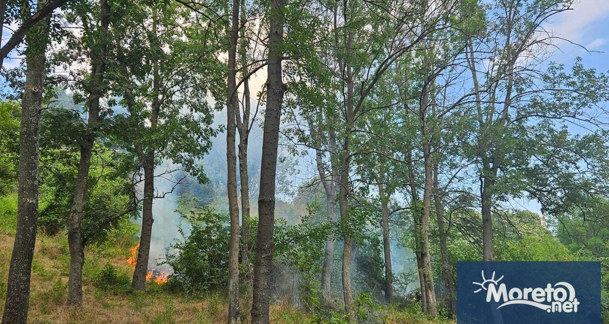 Пожар гори в парка под паметника на Почивка видя репортер