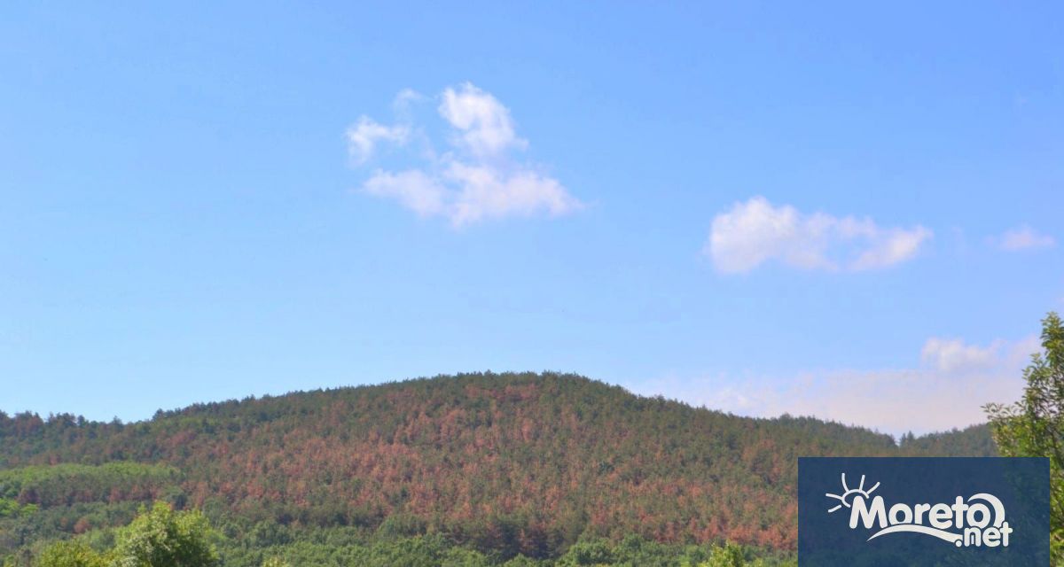 Причината е разпространението на фитопатогенни гъби Милион и половина хектара