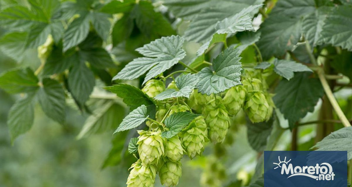 Германия отново е най големият производител на хмел в света –