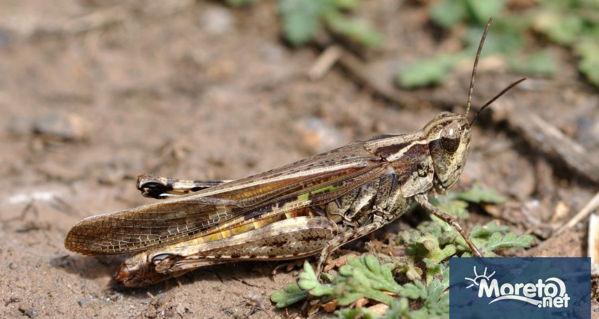 Областният управител на Благоевград свика кризисен щаб заради нашествие на