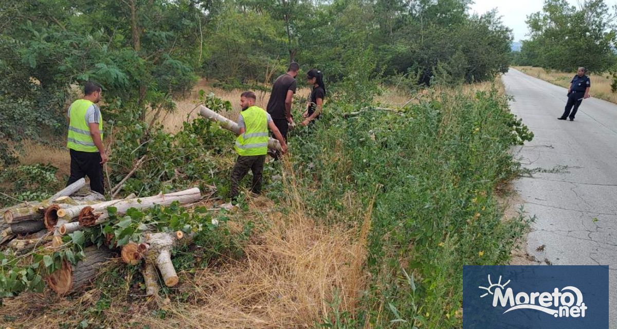 Над 20 изсъхнали тополи по протежение на общинския път към
