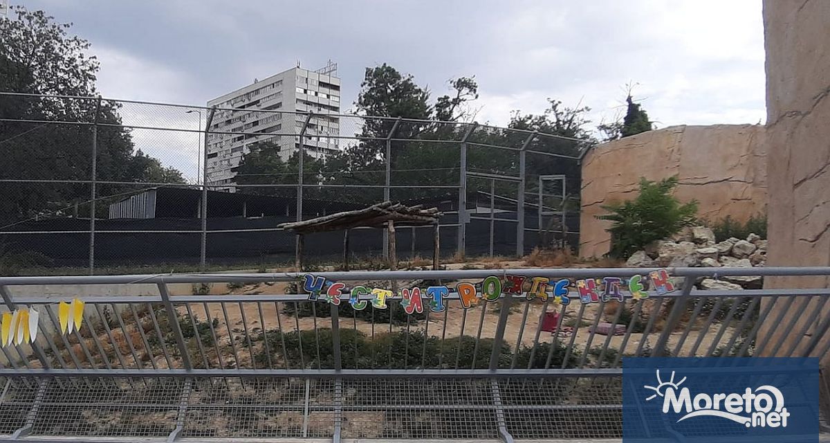 Лъвовете Симба и Косара които се родиха във варненския зоокът