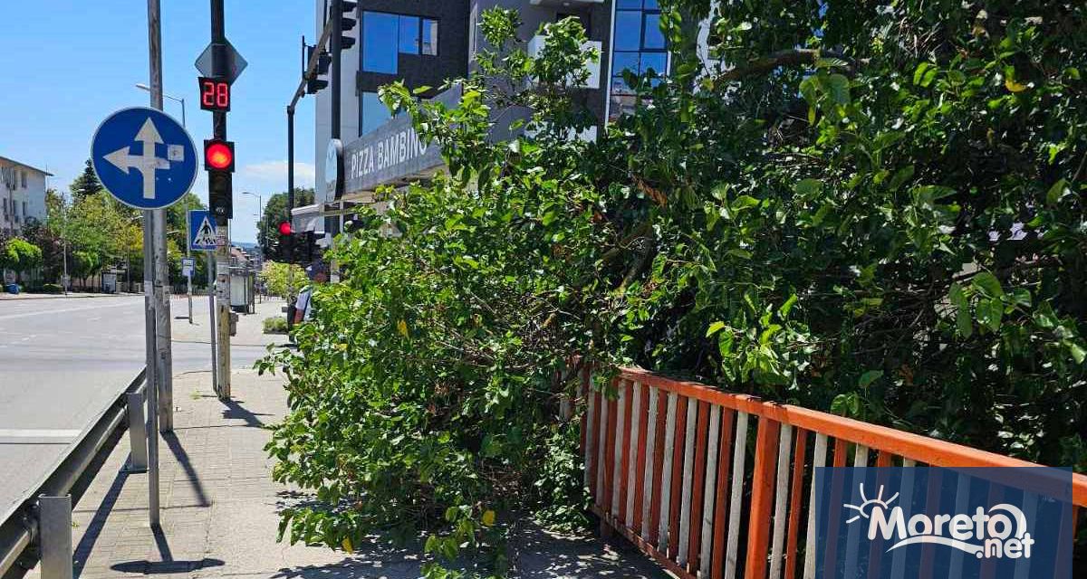 Клони от опасно дърво паднаха върху тротоара на кръстовището на