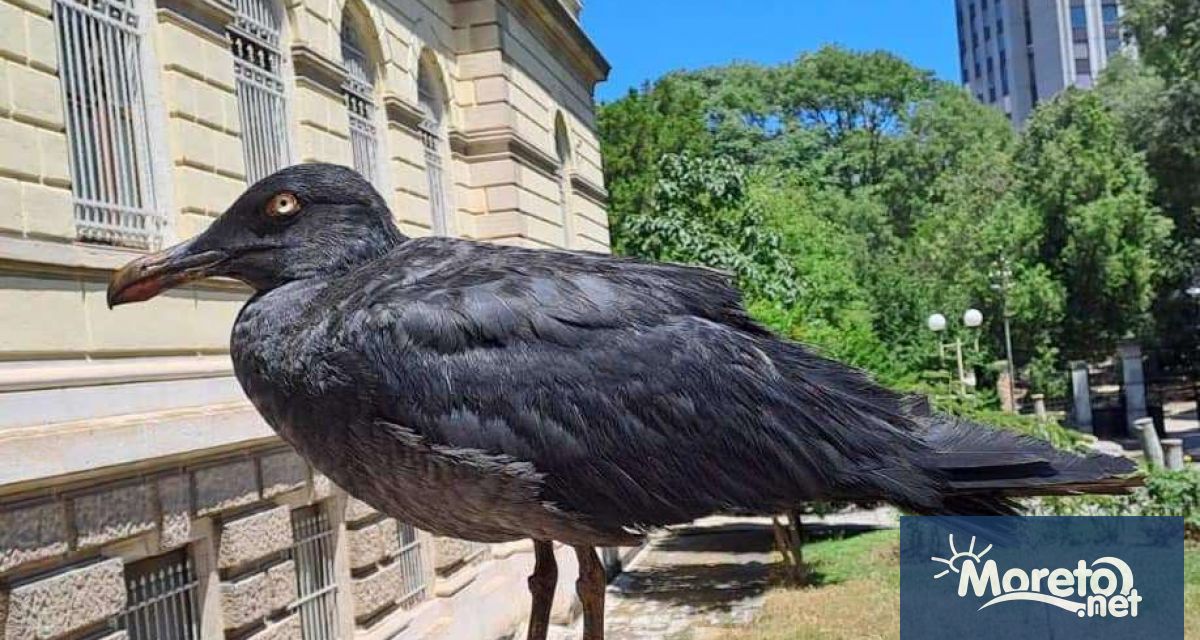 Черна чайка се е появила във Варна Снимки показа Николай