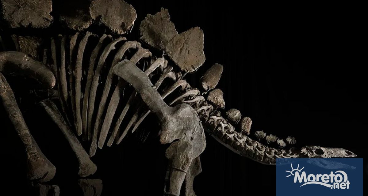 Скелет на стегозавър се превърна в най ценната вкаменелост продавана някога