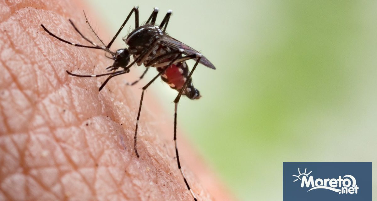 Поради затоплянето на температурите видовете комари пренасящи болести се разпространяват