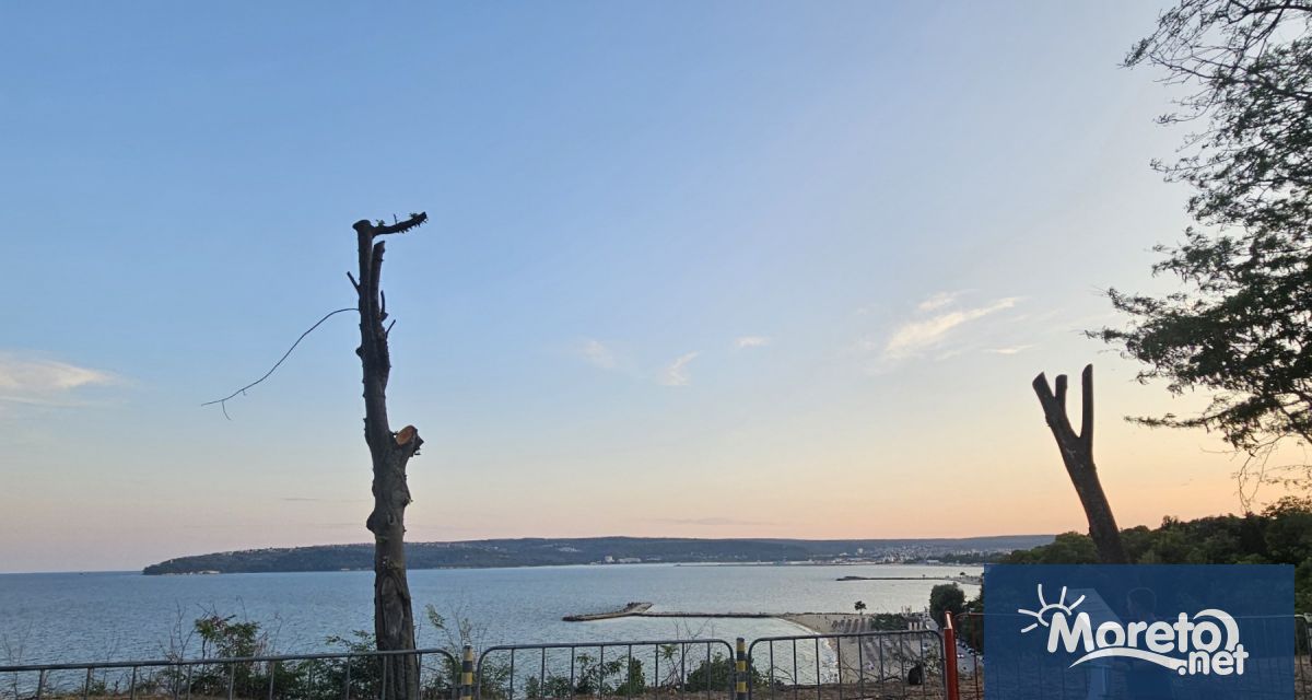 Двете оживели дървета в Морската градина които сега са