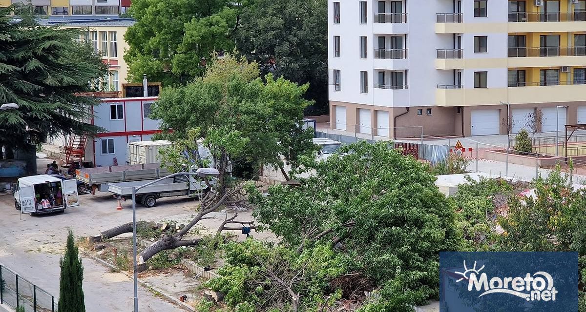 Поредна порция изсечени дървета стана повод за напрежение сред варненци