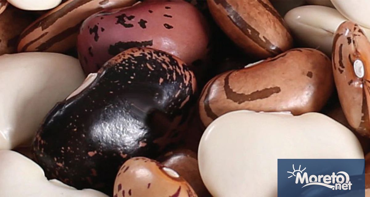 Новата реколта от смилянски фасул се очертава относително по слаба спрямо