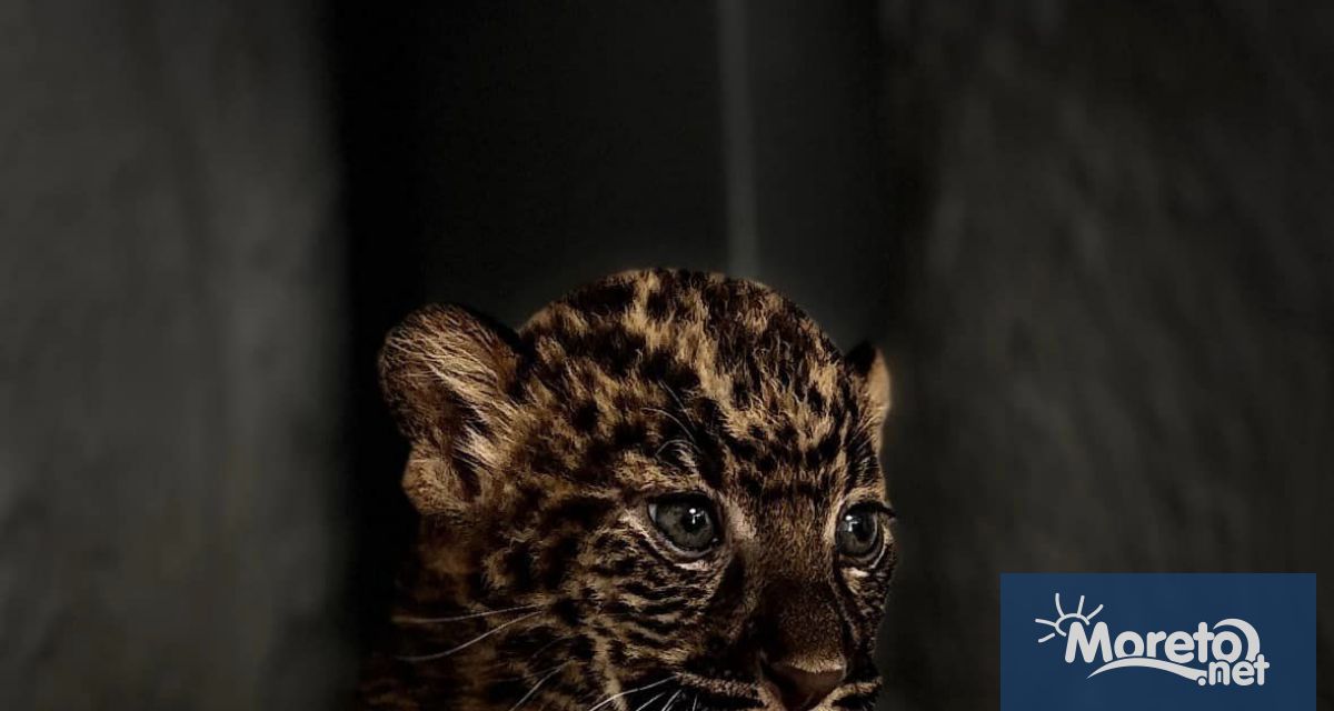 Варненският зоопарка се похвали с бебе леопардче в социалната мрежа
