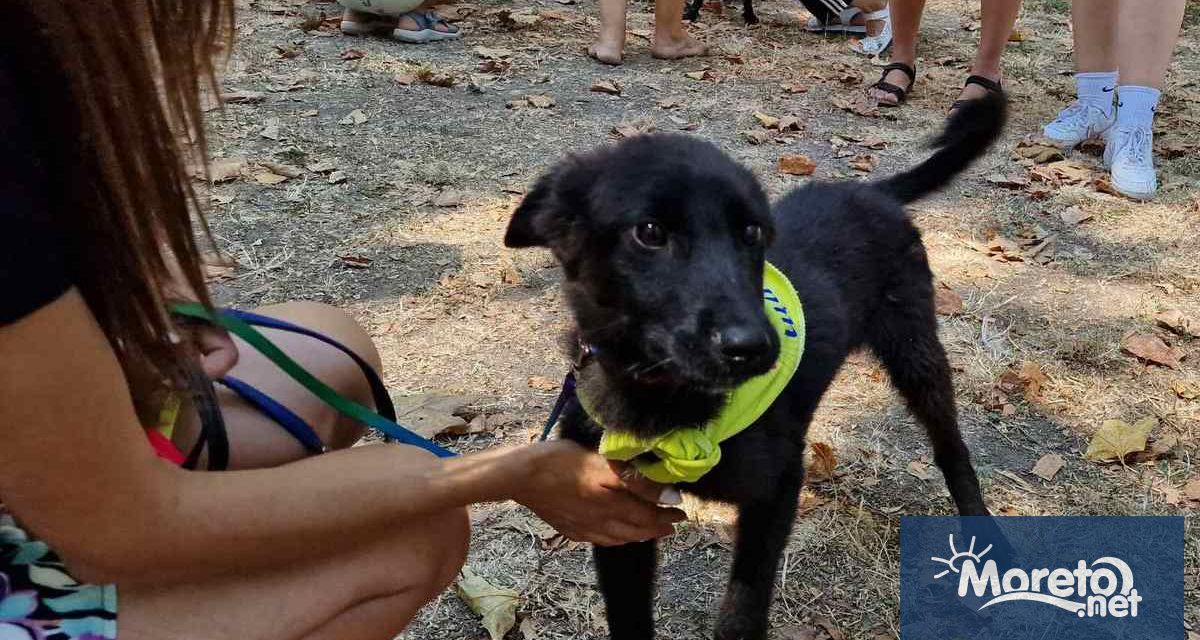 8 кученца от Общинския приют за безстопанствени животни в село