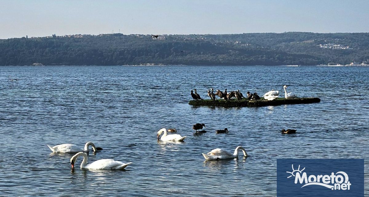Лебеди посред лято в морето във Варна На тази нетипична