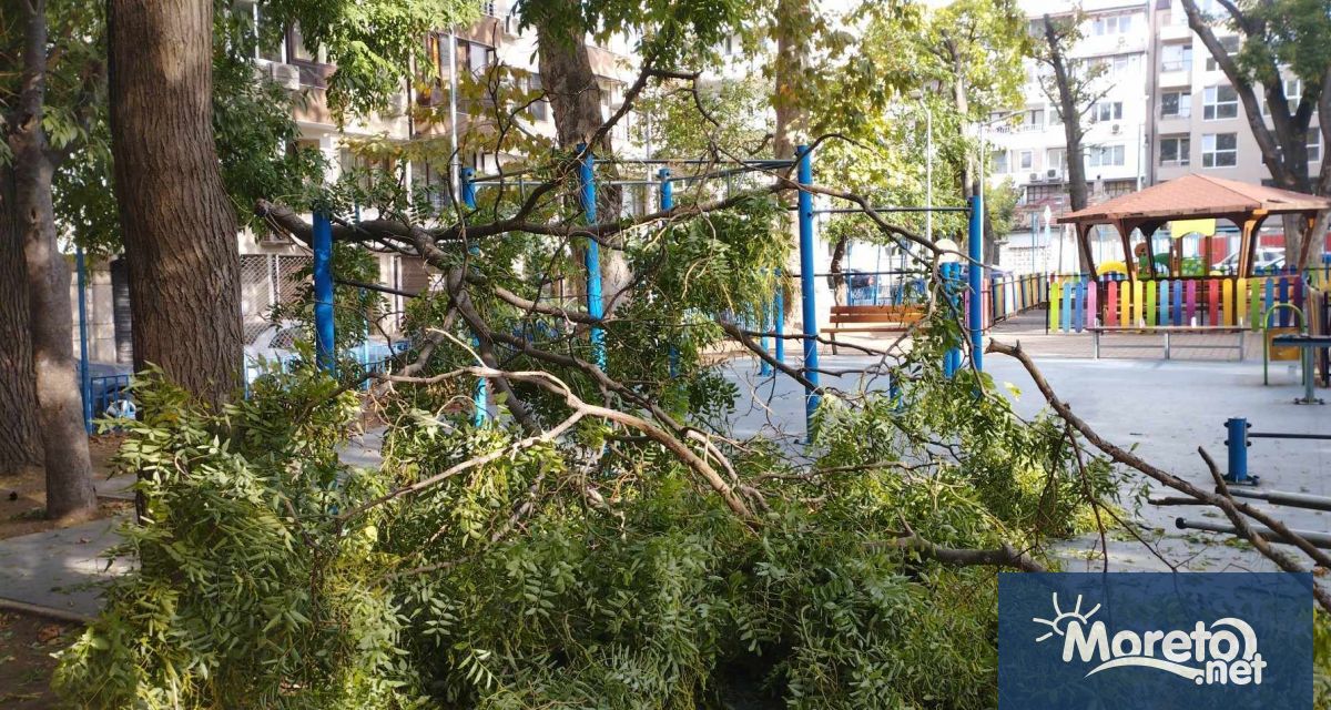 Огромен клон се стовари върху градинка с детска площадка във