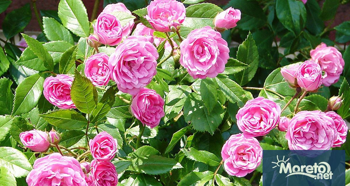 Министерство на туризма заяви подкрепата си за усилията Розовата долина