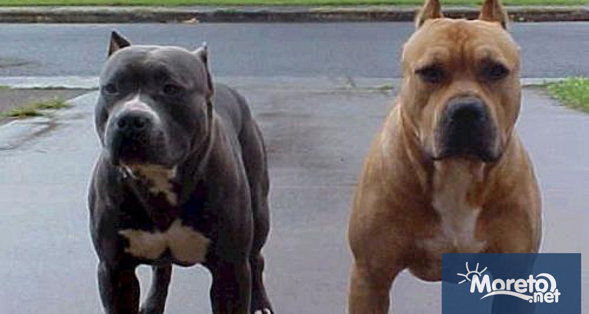 1000 лв глоба и наказание пробация наложи Районният съд във