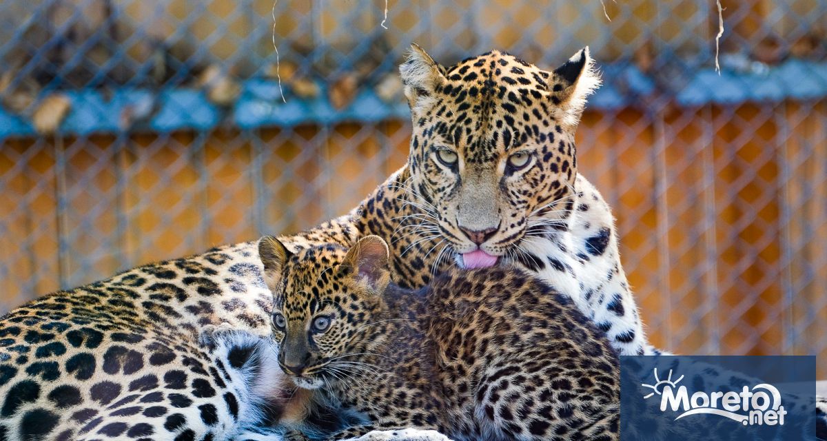 Варненският зоокът представи официално леопардчето Марго предаде репортер на Moreto net