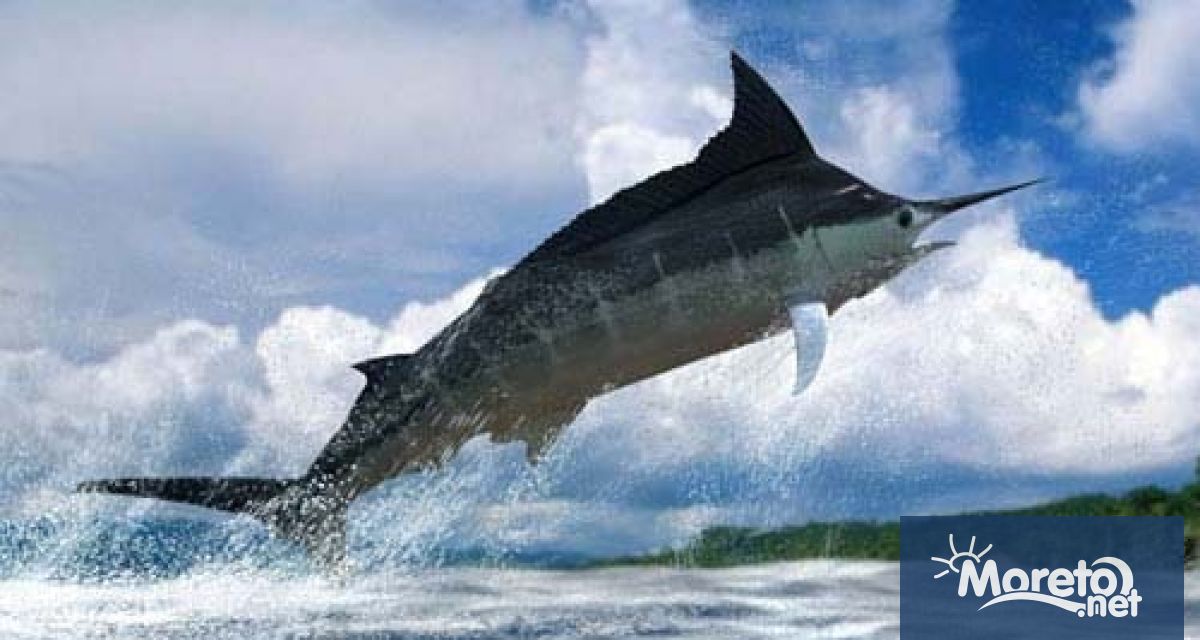 Италианска сърфистка почина след като беше прободен в гърдите от