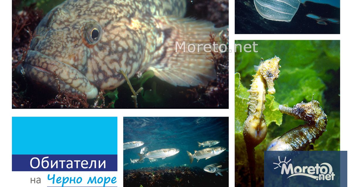 В днешния 31 октомври по случай Международния ден на Черно