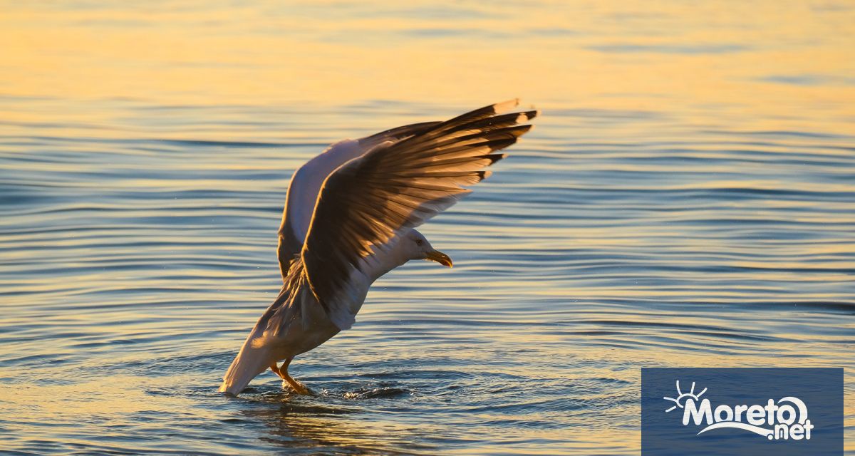 По Черноморието също ще бъде слънчево но ветровито Ще духа