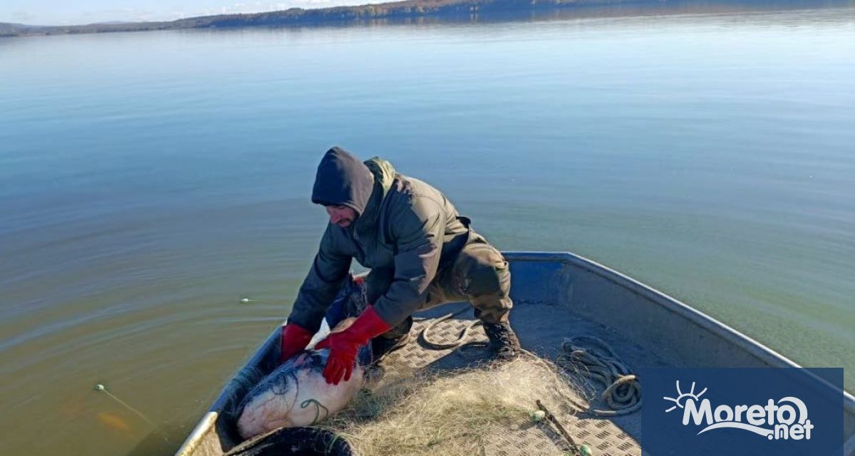 30 килограмов сом уловен от бракониери в язовир Мандра е спасен