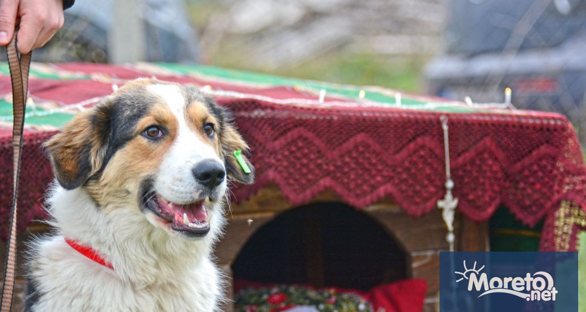 Нов общински приют за бездомни животни ще бъде изграден в