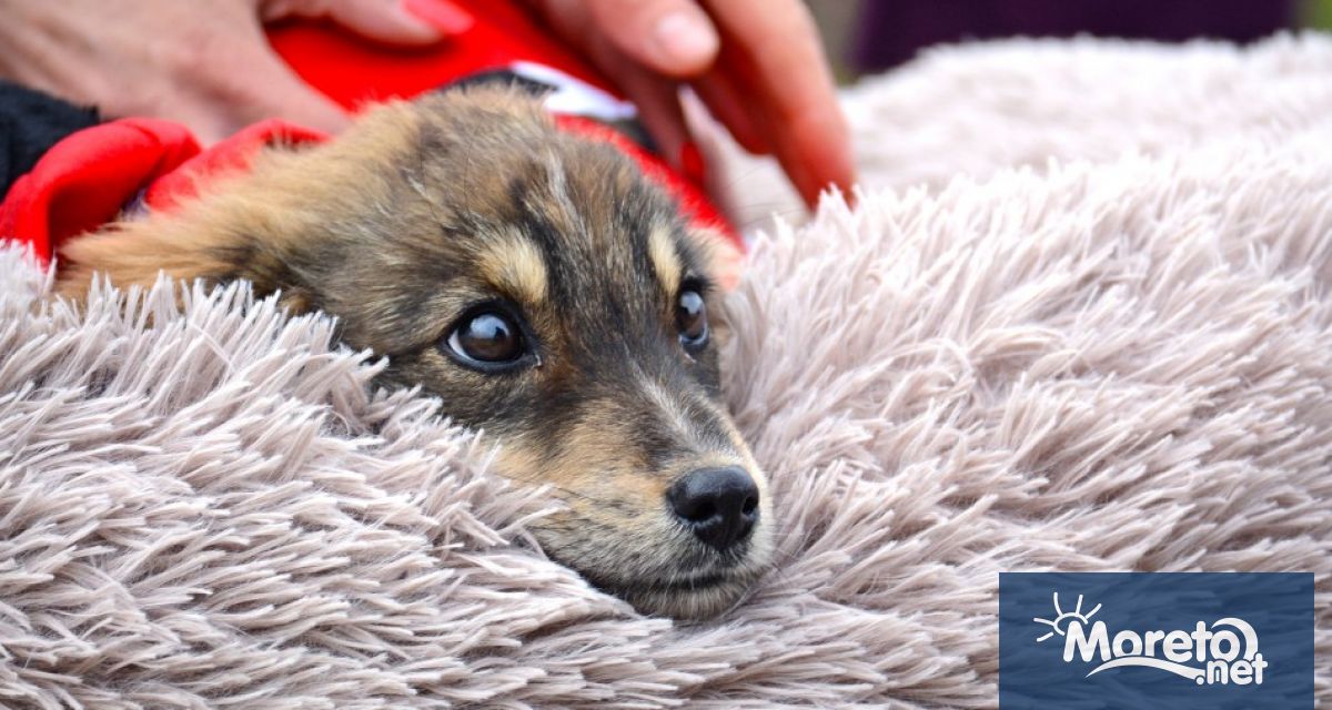 Общинският приют за безстопанствени кучета в с Каменар ще се