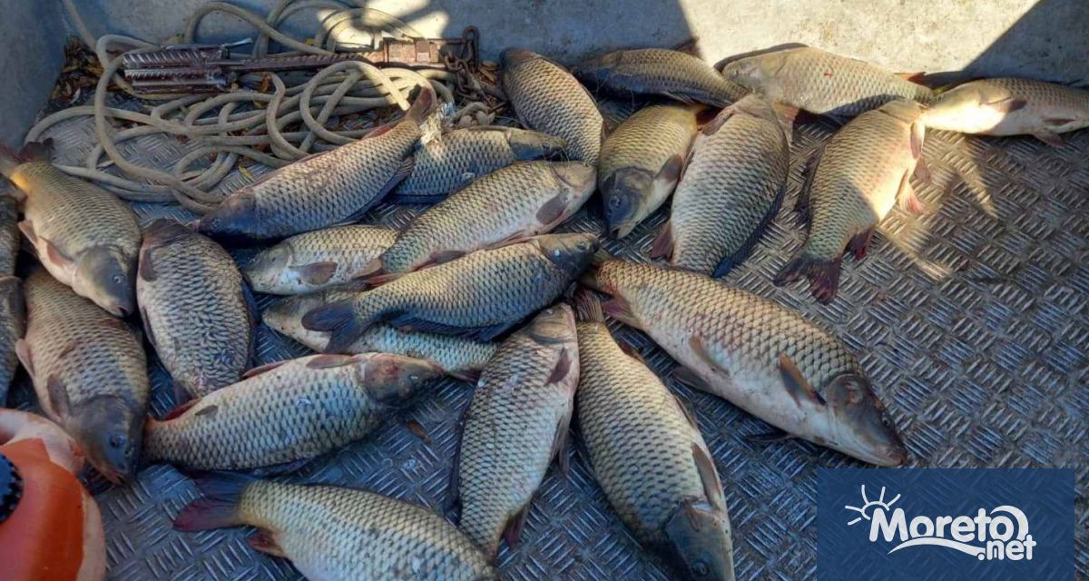 Дни преди Никулден Изпълнителната агенция по рибарство и аквакултури провежда