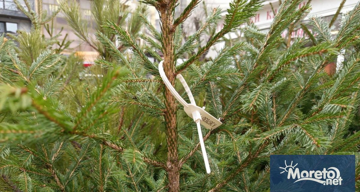 665 коледни елхи със закрити корени и 766 отсечени ще