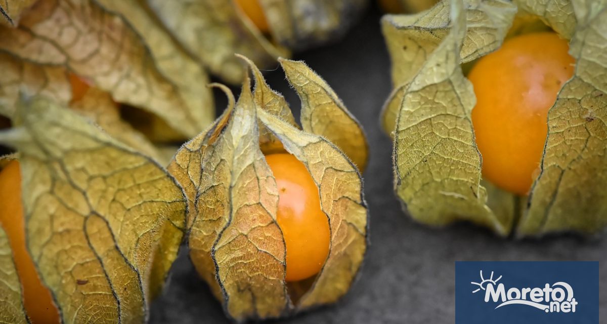 Отдавна познат в Америка и твърде малко известен у нас